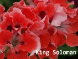 King Soloman