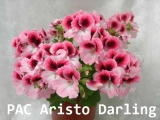 PAC Aristo Darling