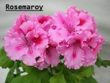 Rosemaroy