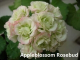 Appleblossom Rosebud