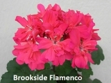 Brookside Flamenco