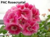PAC Rosecrystal