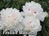 Paeonia Festiva Maxima