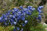 Cochleariifolia Blue