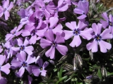 Subulata Purple Beauty