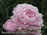 lactiflora 'Double Pink'
